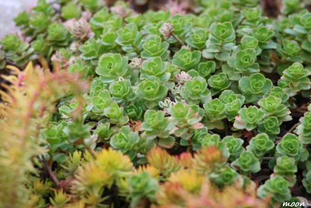 sedum